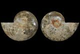 Daisy Flower Ammonite (Choffaticeras)- Madagascar #111296-1